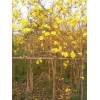 供应黄花风铃木,揭阳花木场,源记花木场,普宁花木场